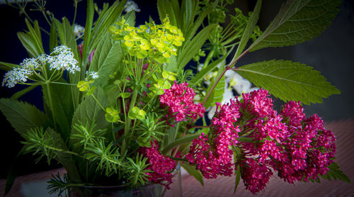 Close-up of pink flowering plants