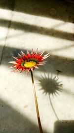 Close-up of flower against blurred background