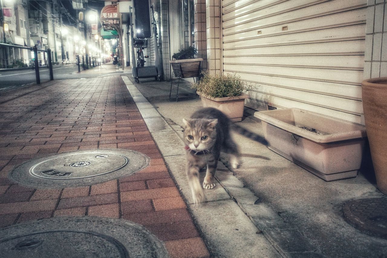 うちの猫 My Cat Night Walk Walking Around Nightlife Night Lights Four Legs And A Tail Cat Watching Street Streetphotography Domestic Animals Cat Walk Animal Themes Pets Domestic Cat Built Structure