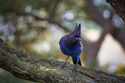 Close-up of bird perching on tree