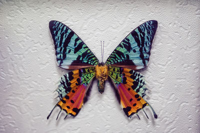 Close-up of butterfly on leaf