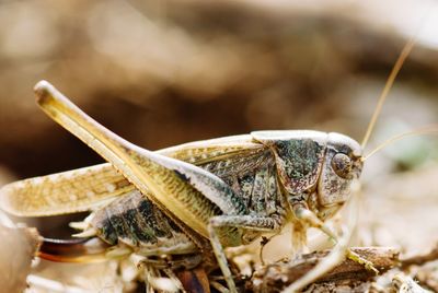 Close-up of grasshopper 