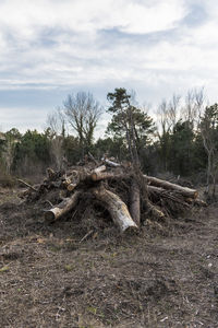 Fallen tree on field in forest against sky