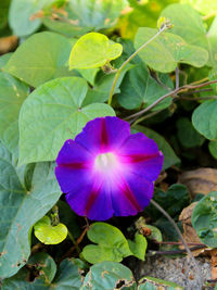 Close-up of purple flowering plant