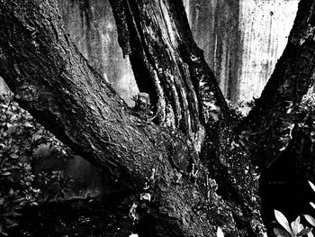 Close-up of tree trunk