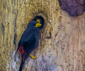 Close-up of parrot perching on wood