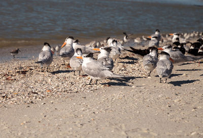 Nesting royal tern thalasseus maximus on the white sands of clam pass in naples, florida.