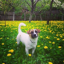 View of a dog on grass