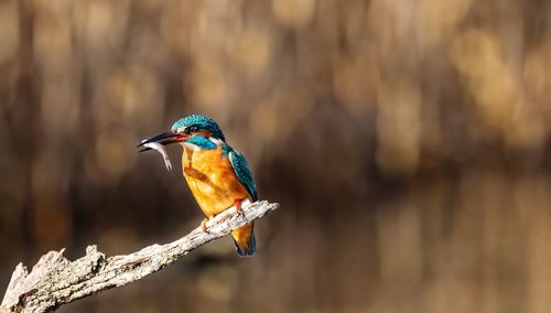 Close-up of bird perching on branch