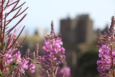 Close-up of pink flowering plant