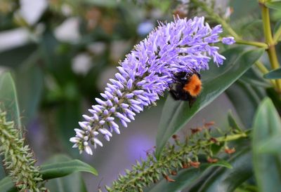 Close-up of bee on purple flower