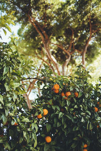 Low angle view of fruits on tree