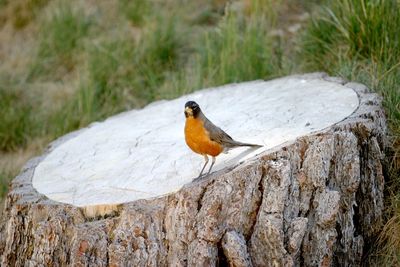 Close-up of bird perching on rock