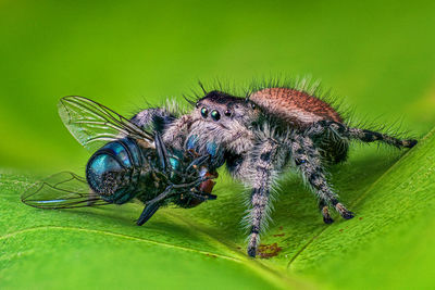 Close-up of spider