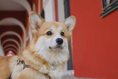 Welsh corgi pembroke