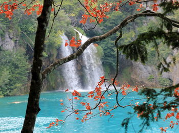 View of tree in water