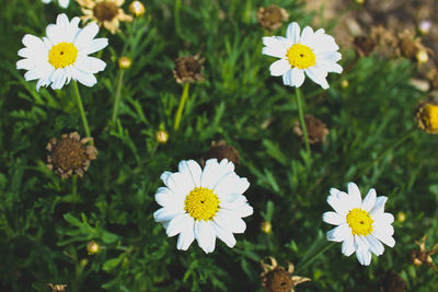 Close-up of white flowers blooming outdoors