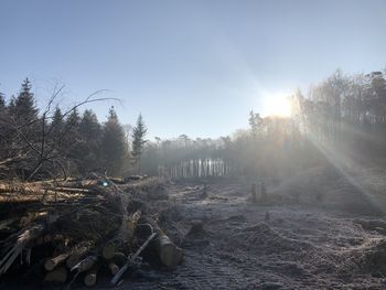 Panoramic shot of trees growing on field against sky