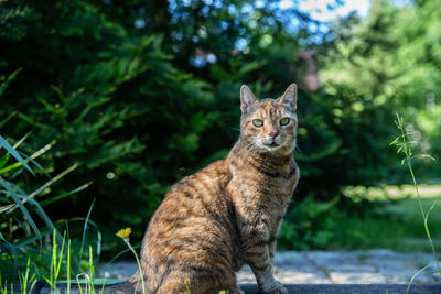 Portrait of cat sitting against trees