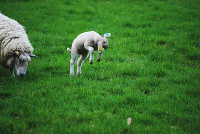 Sheep on grassy field