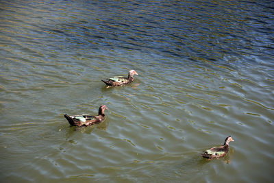 High angle view of ducks swimming on lake