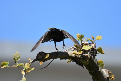 Low angle view of starling perching on branch against blue sky