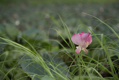 Close-up of pink flowering plant on field