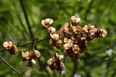 Close-up of wilted flower on tree