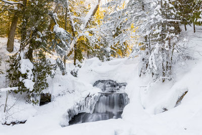 Snow covered land and trees