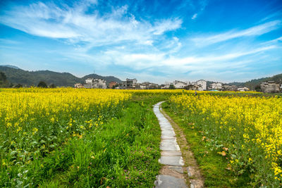 Yellow flowers on field against sky