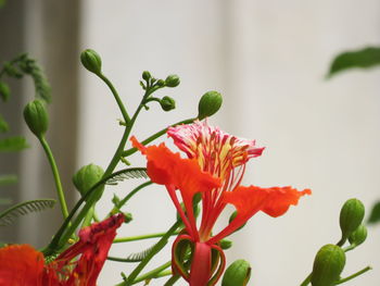 Close-up of red flowering plant