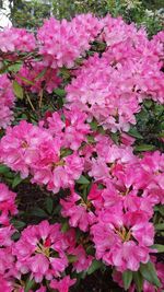 Close-up of pink flowers blooming outdoors