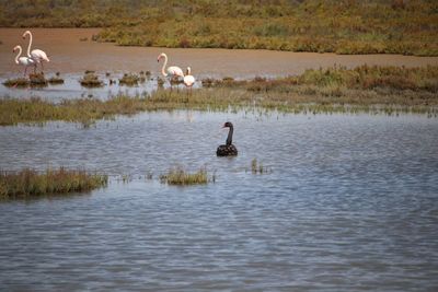 Ducks in a lake