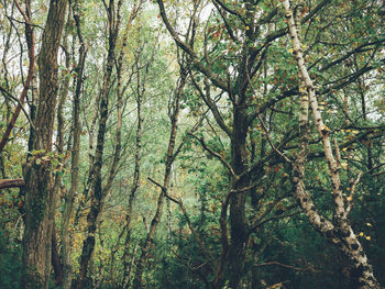 Full frame shot of bamboo trees in forest