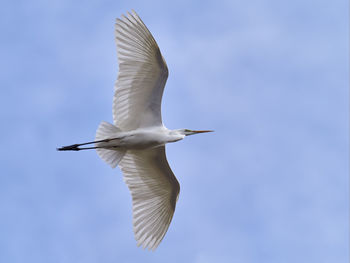 Low angle view of seagull flying