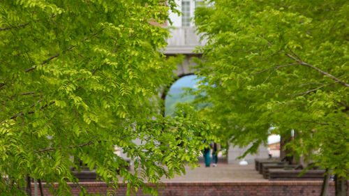 Footpath amidst trees and plants in city