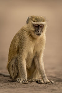 Close-up of monkey