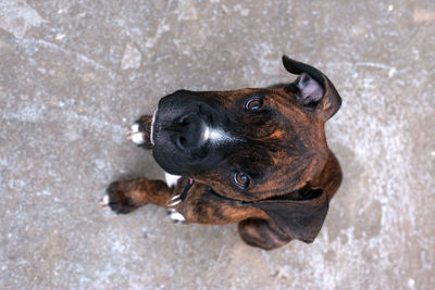 High angle portrait of dog sitting outdoors
