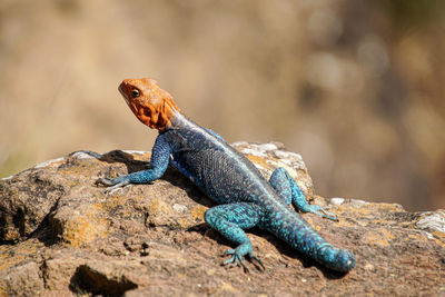 Close-up of lizard on rock