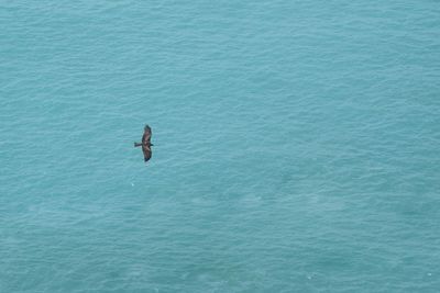 High angle view of man surfing in sea