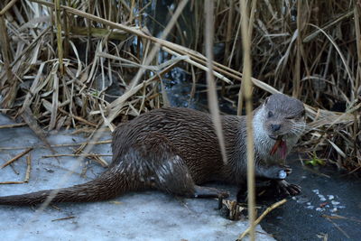 Otter feeding on fish