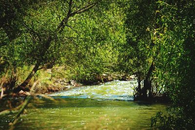 View of stream along trees in forest