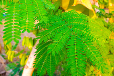 Close-up of green leaves on tree