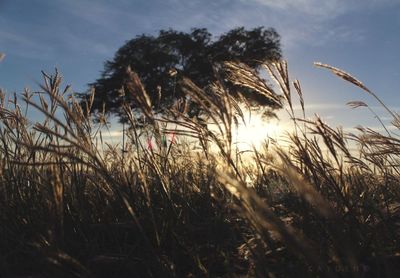 Scenic view of field against sky at sunset