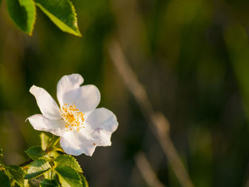 Close-up of fresh flowers blooming outdoors