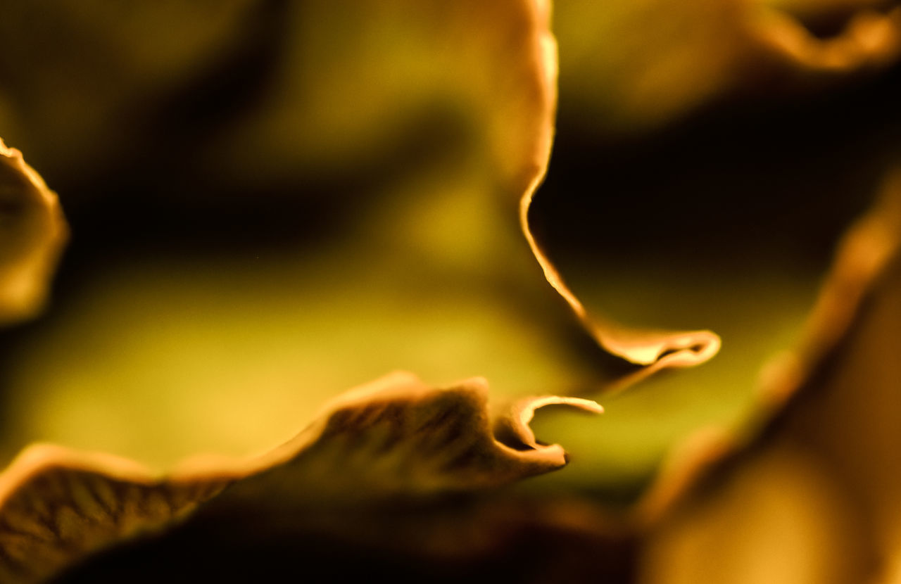 CLOSE-UP OF YELLOW ROSE FLOWER