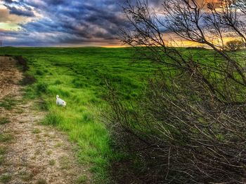 Scenic view of grassy field against cloudy sky