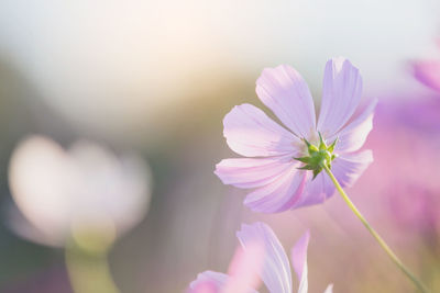 Close-up of pink cosmos flower