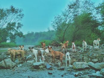 Horses in forest against clear sky