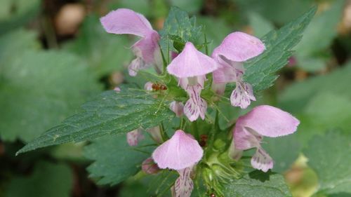 Close-up of flowers